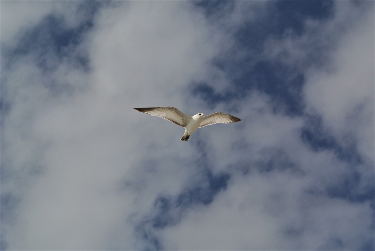 bird sky soaring free photo