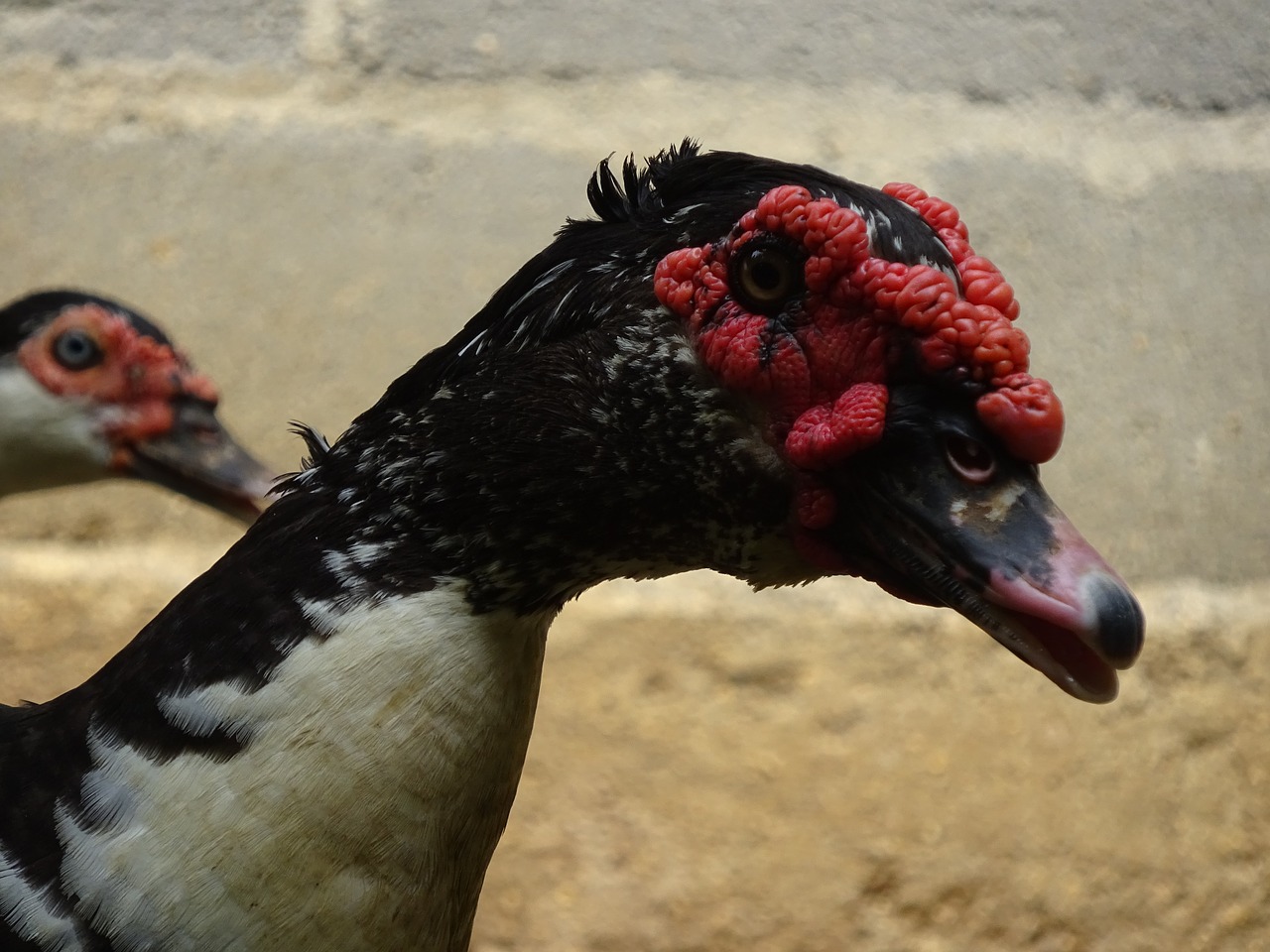 bird head muscovy duck free photo