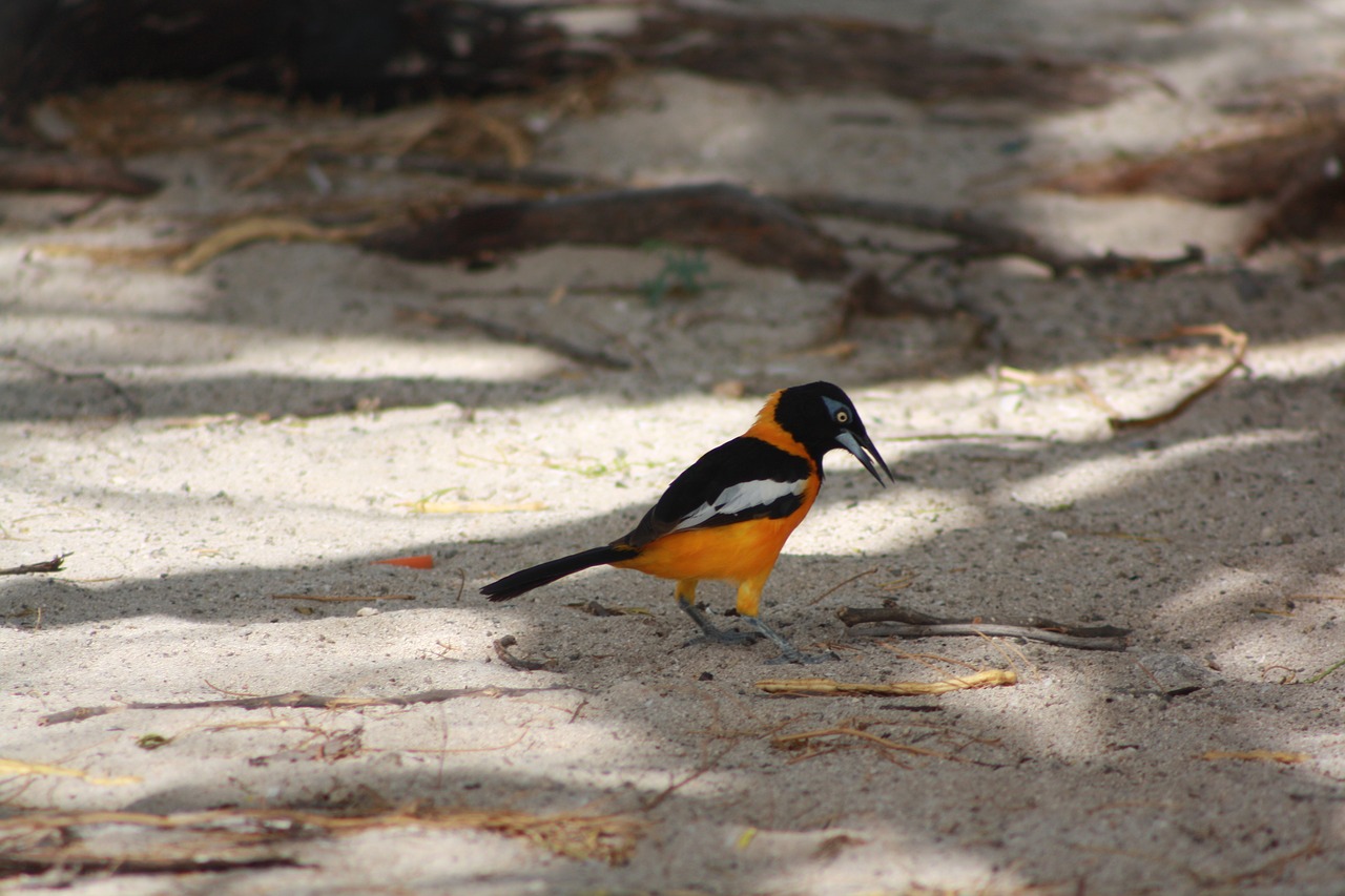 bird fauna sand free photo