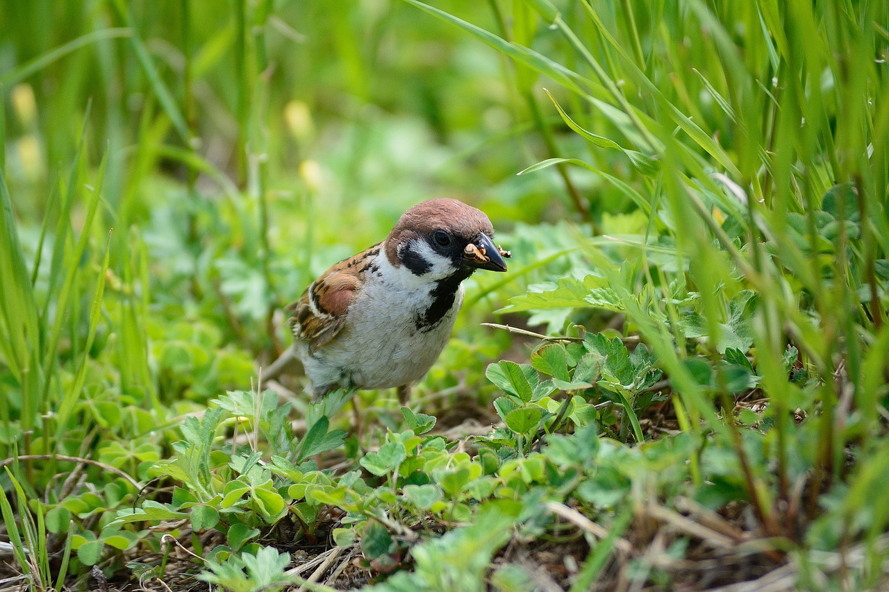 bird nature beak free photo