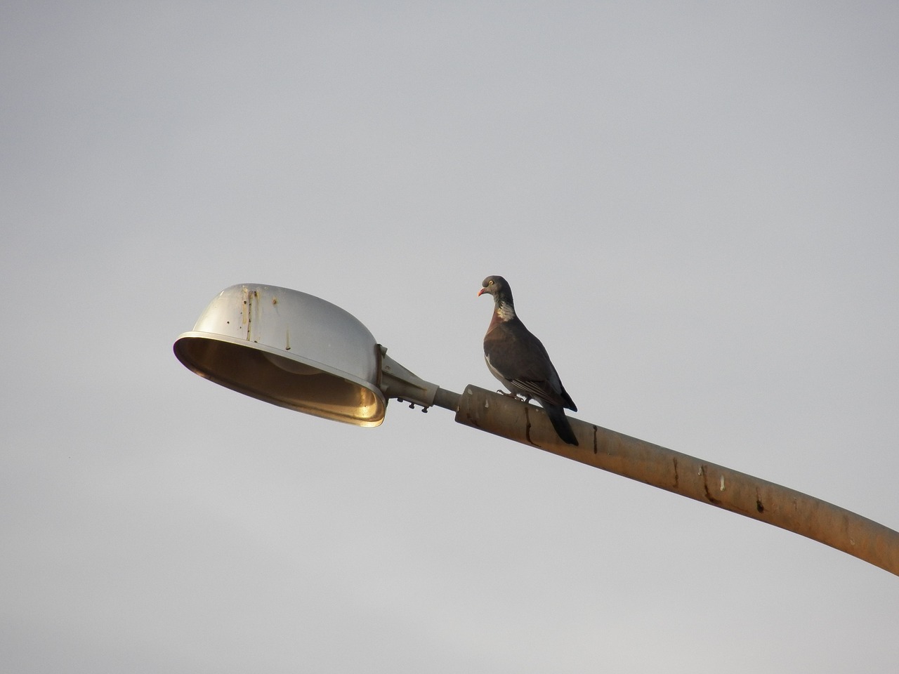 bird streetlamp lamp free photo