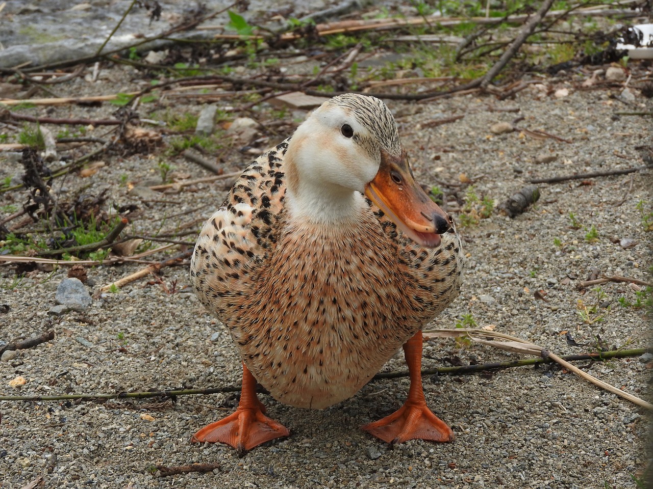 bird duck nature free photo