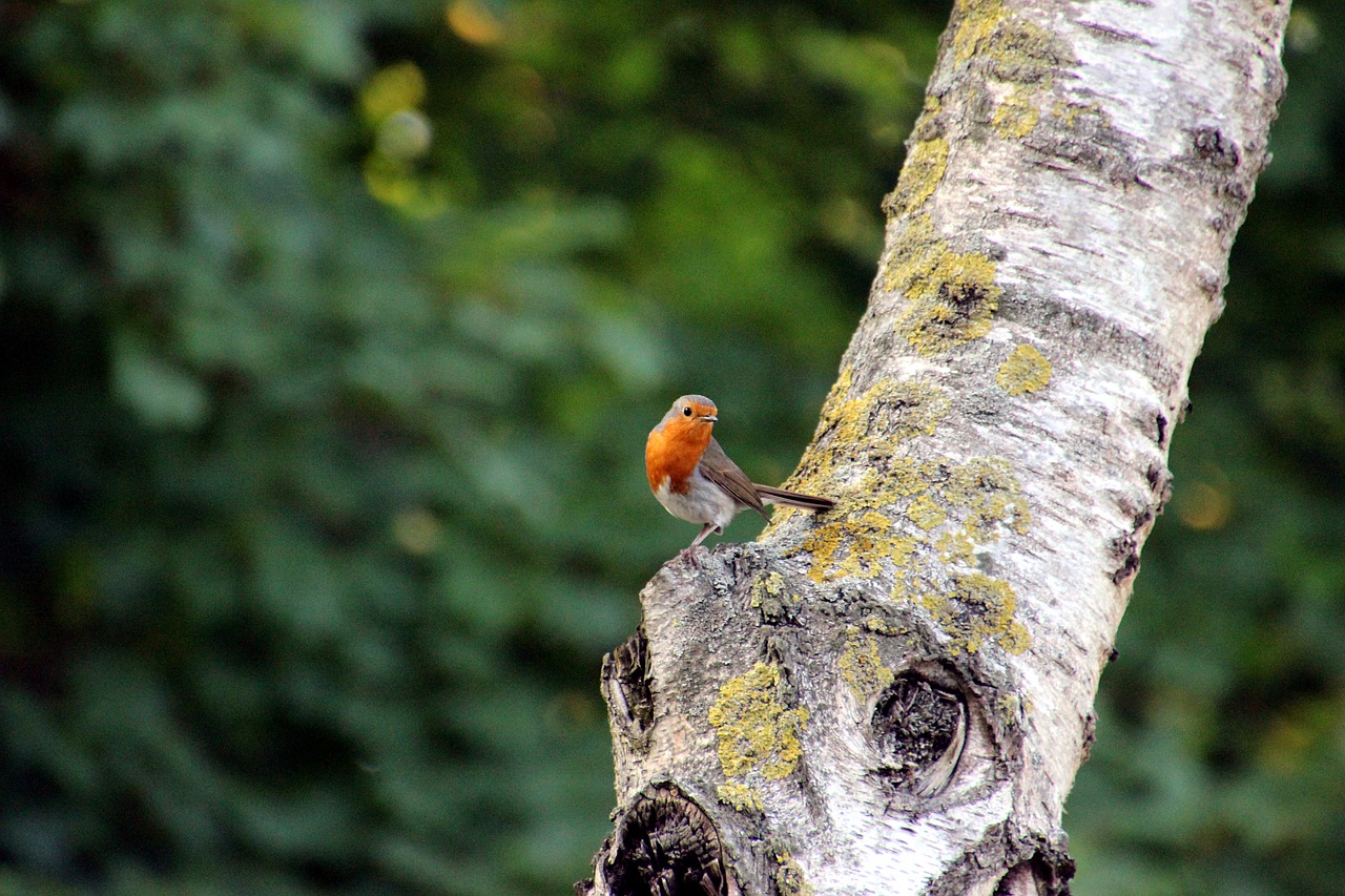 bird robin small free photo