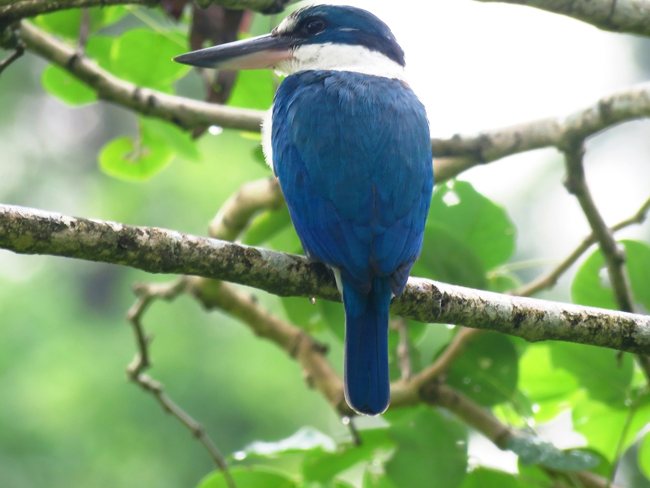 bird beautiful tree free photo