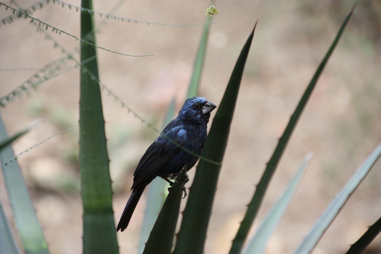 bird exotic bird nature free photo