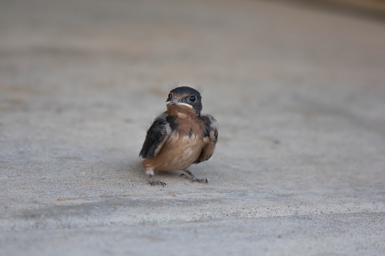 bird baby beak free photo