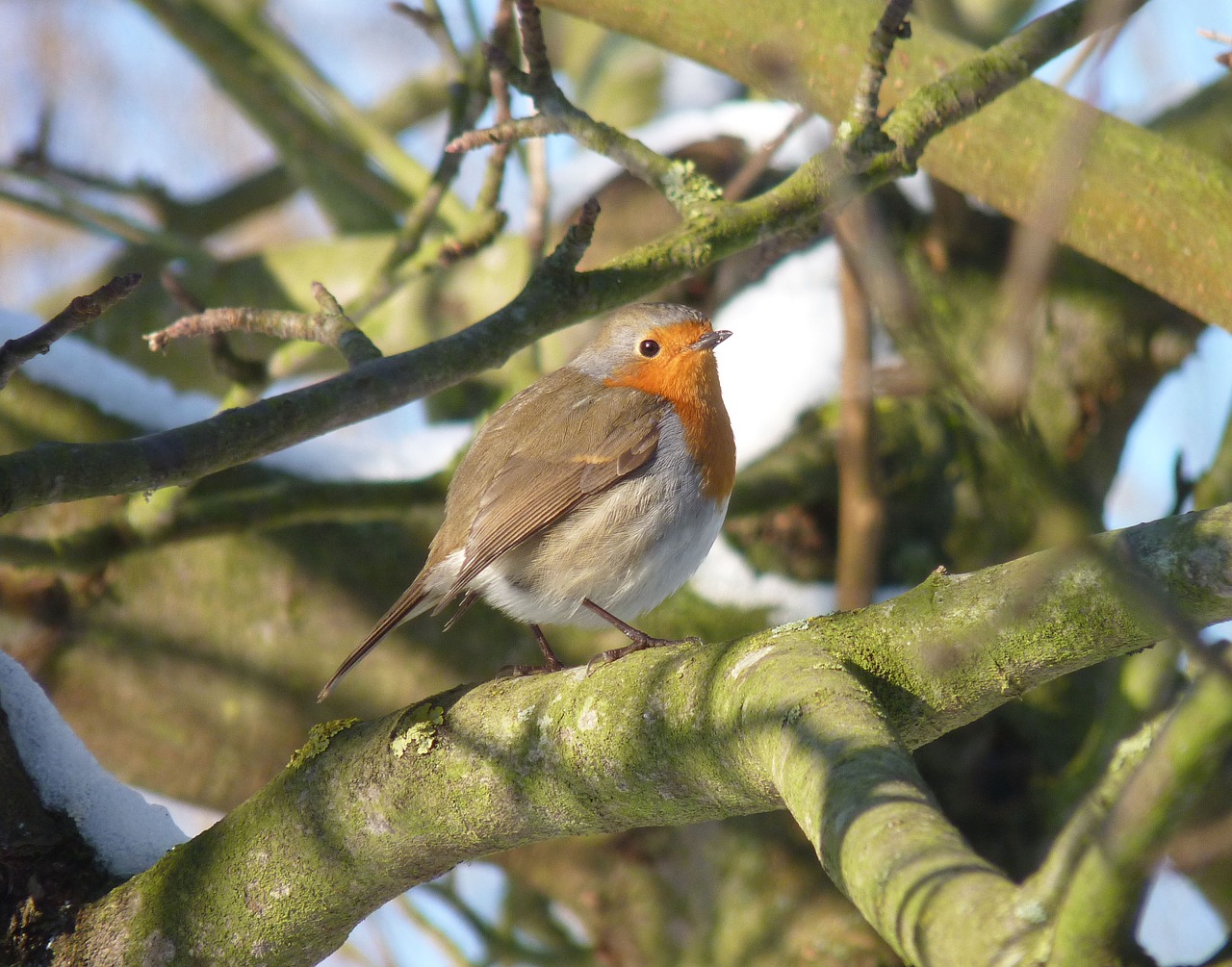 bird nature animals free photo