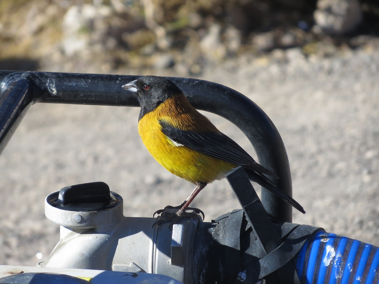 bird bolivia andes free photo