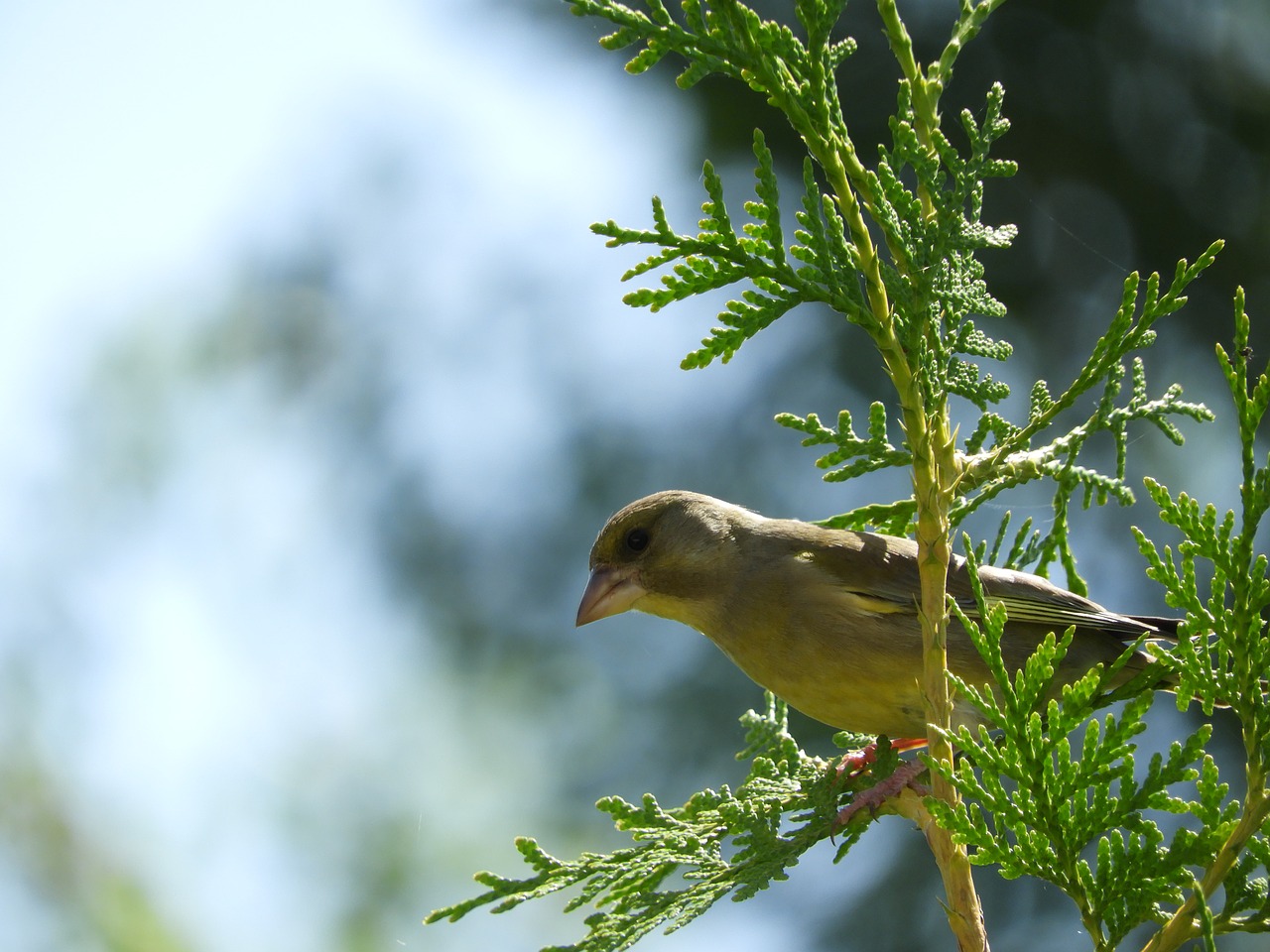 bird branch nature free photo