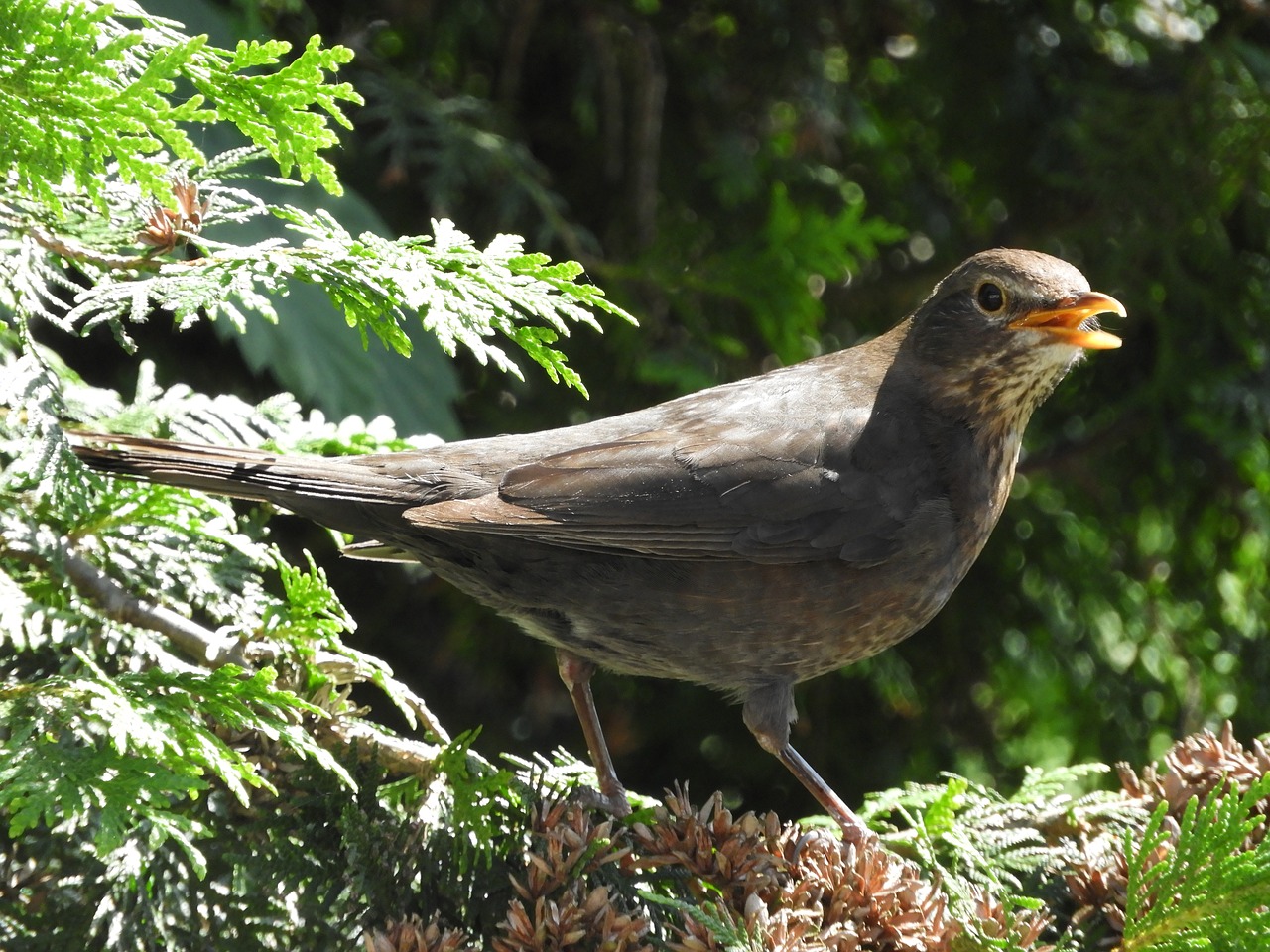 bird branch twitter free photo