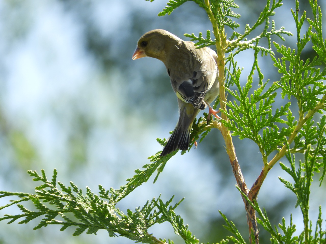 bird branch nature free photo