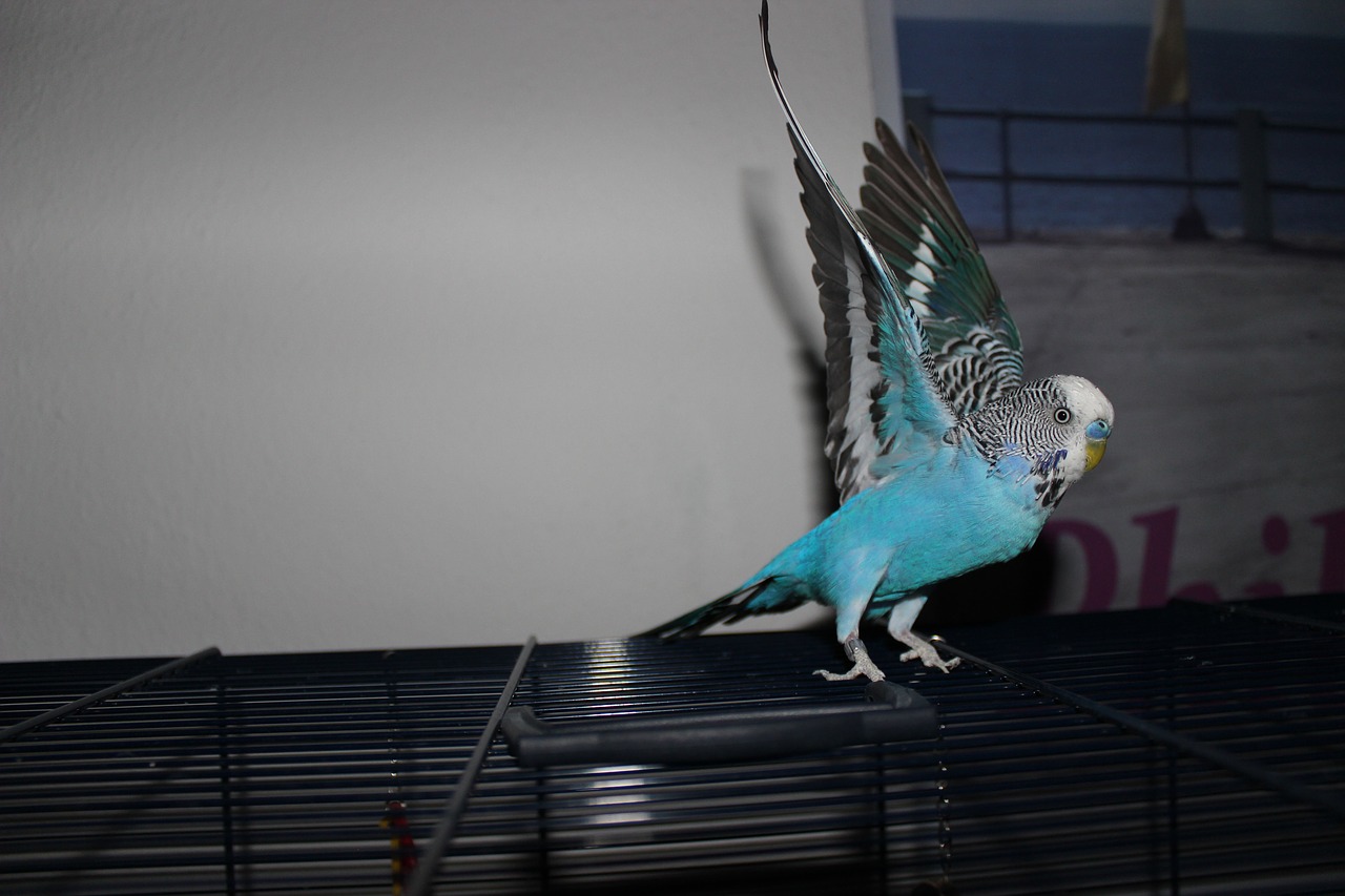 bird budgie feather free photo