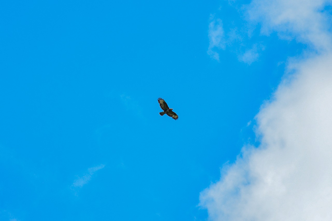 bird buzzard predator free photo