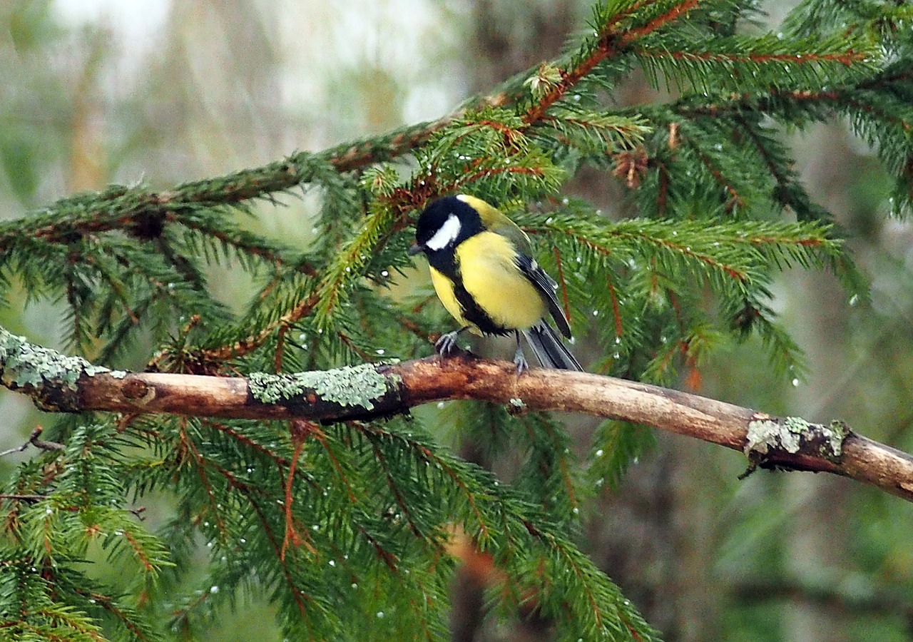 bird great tit yellow free photo