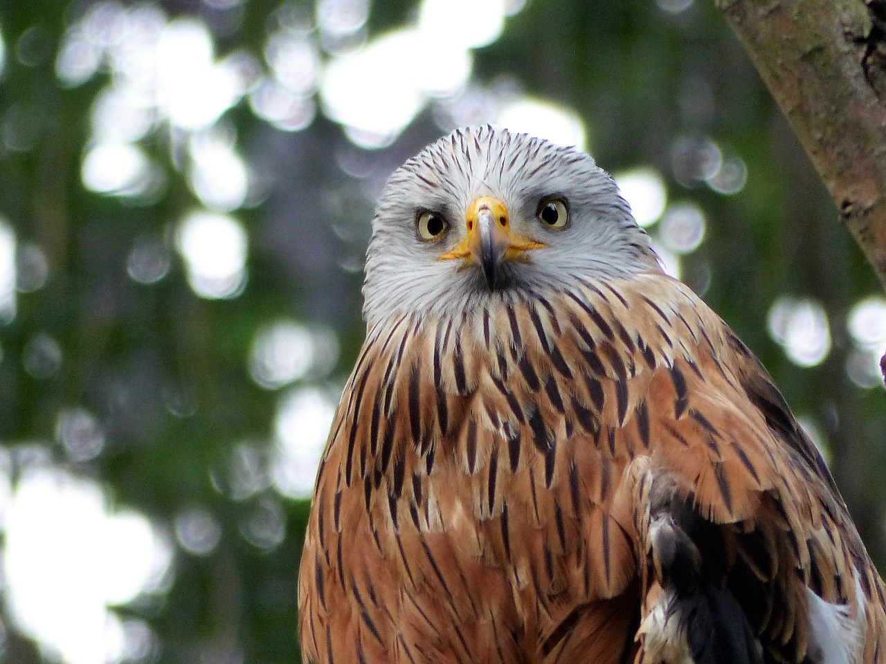 bird zoo birds free photo