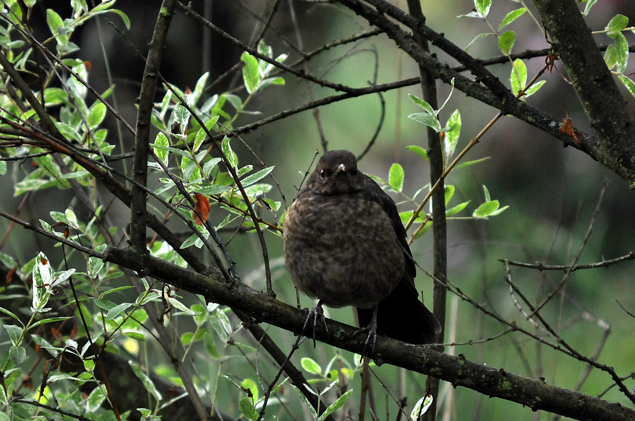 bird chick nature free photo