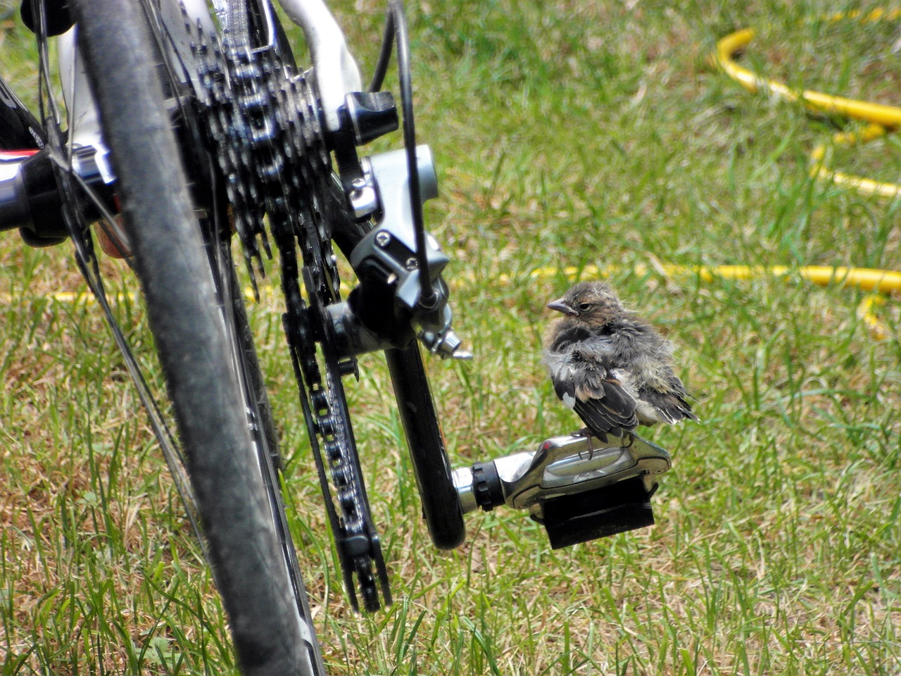 bird bicycle italy free photo