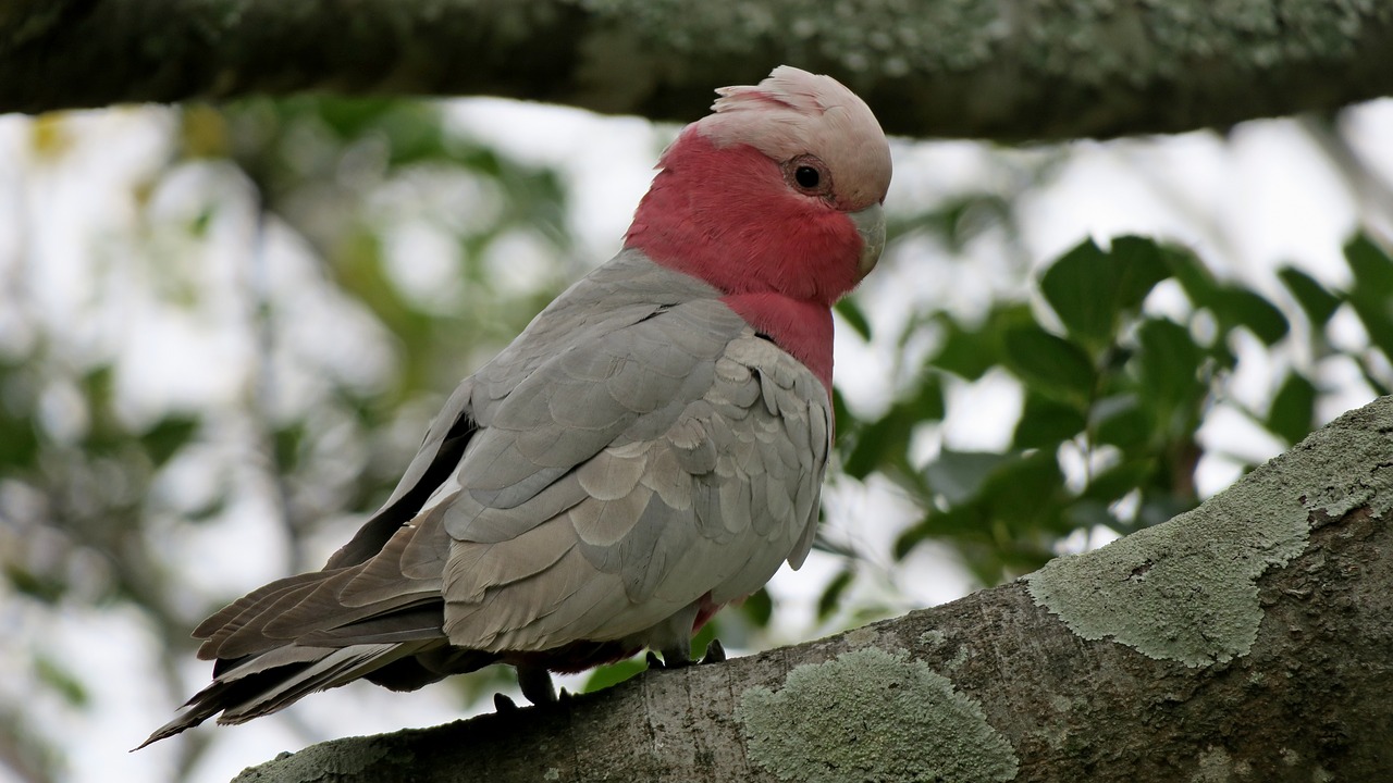 bird galah australia free photo