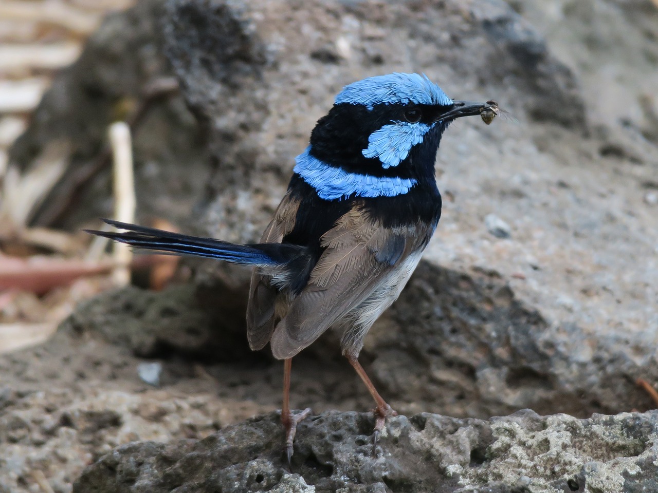 bird wren australia free photo