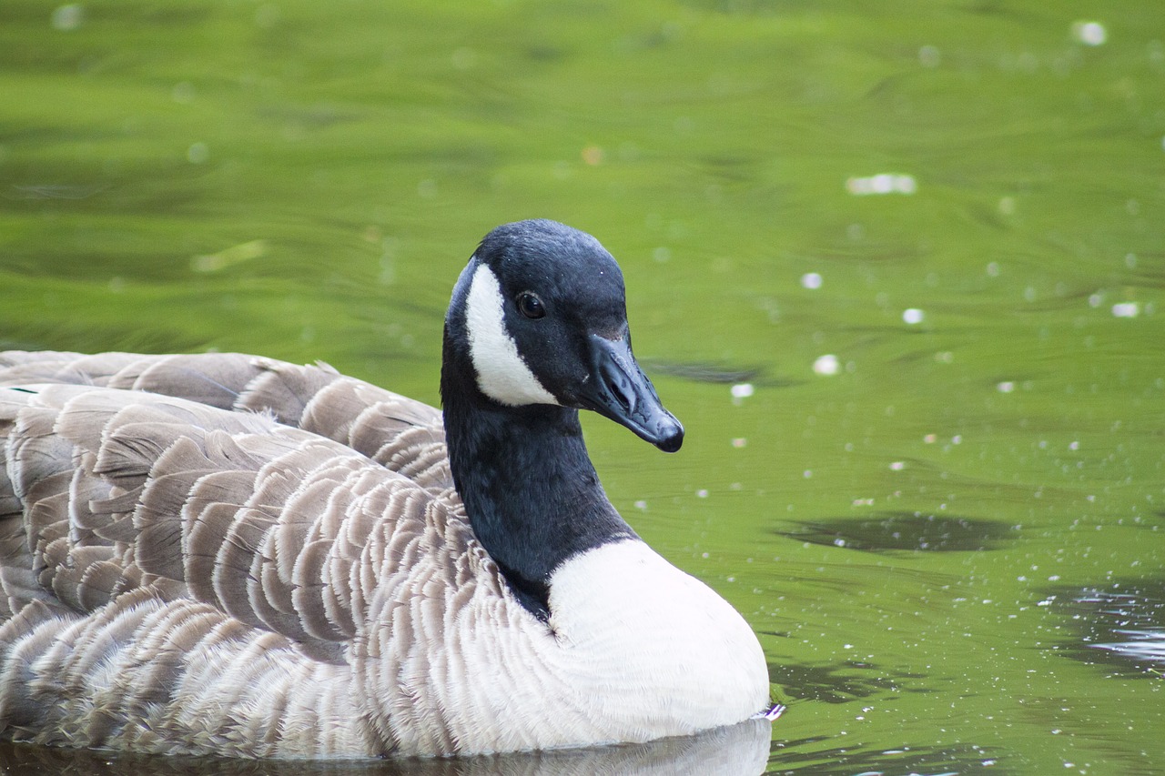 bird goose nature free photo