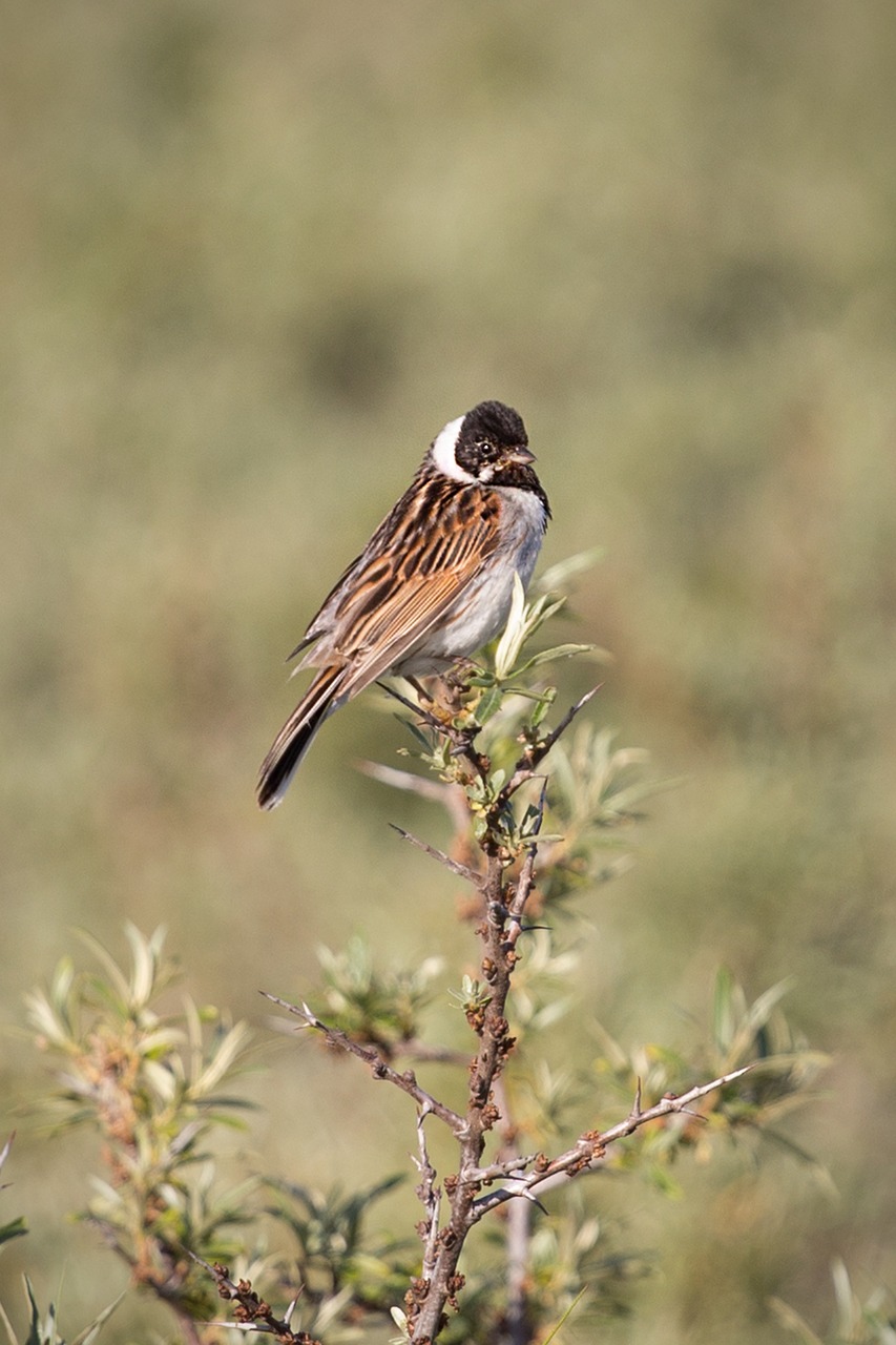 bird wildlife nature free photo