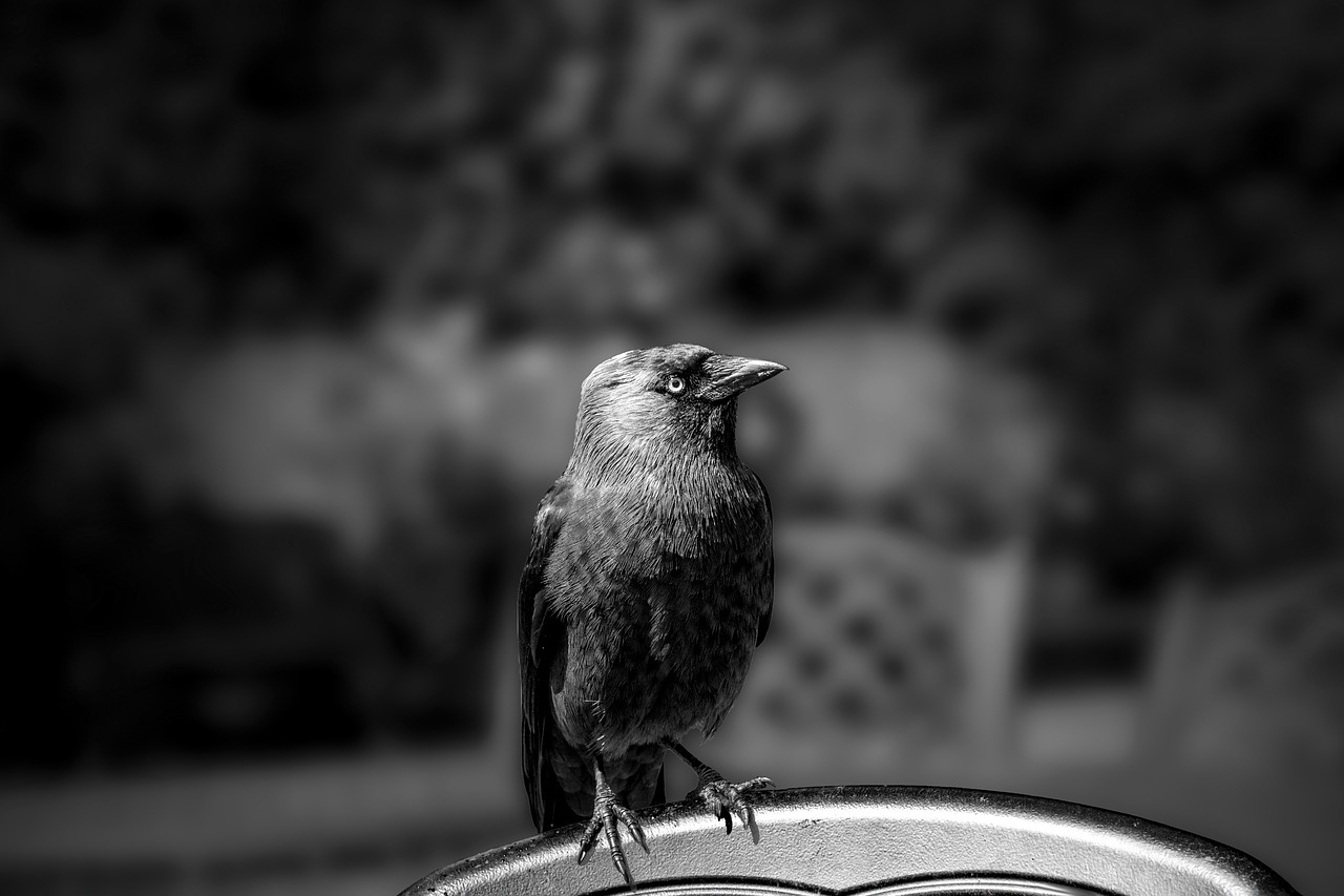 bird cheeky chair free photo