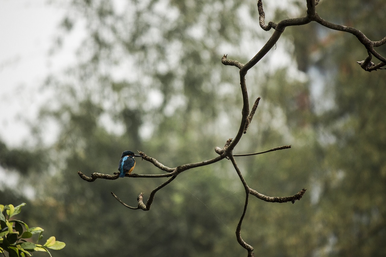 bird landscape nature free photo