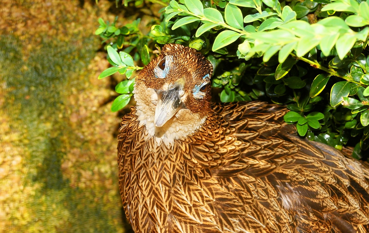 bird portrait brown free photo