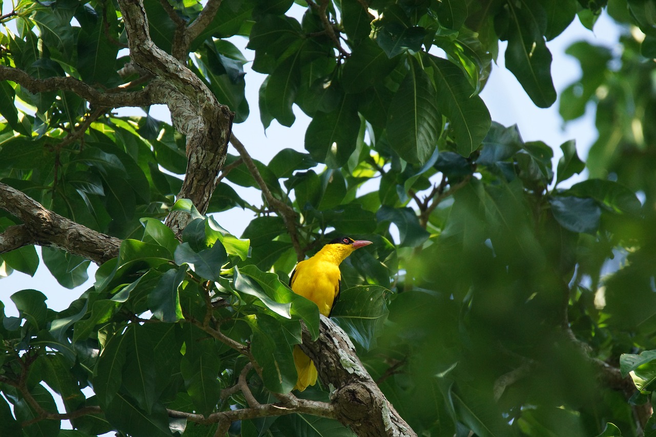 bird orioles asia yellow free photo