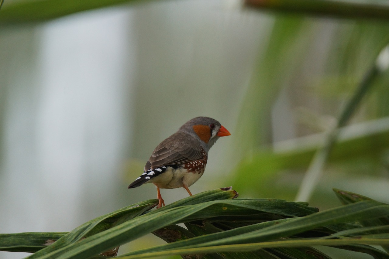 bird sparrow zebra free photo