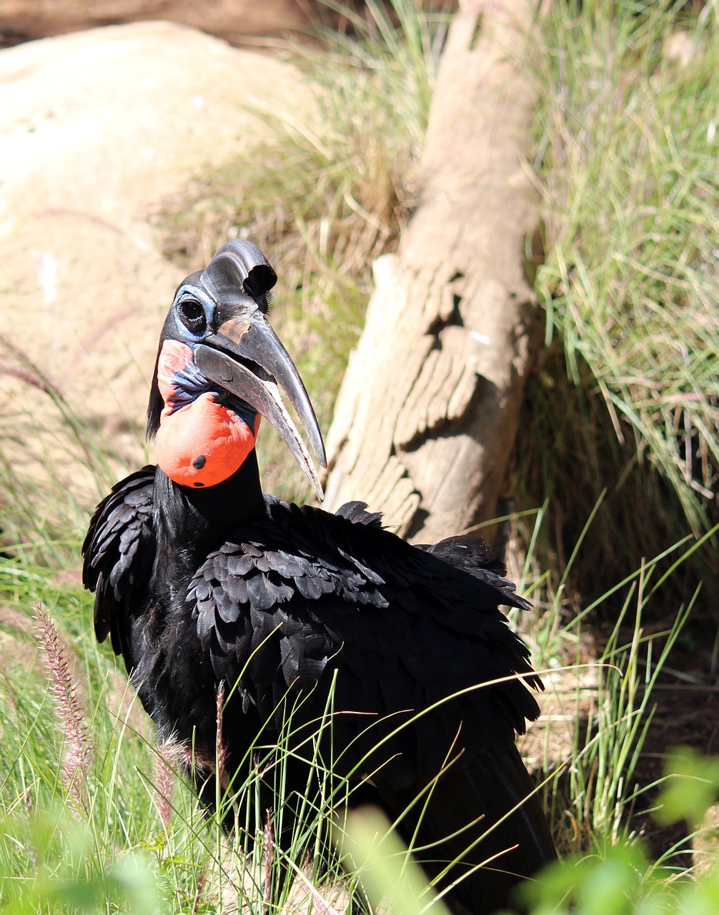 bird hornbill nature free photo