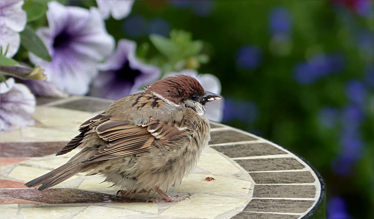 bird sparrow sperling free photo