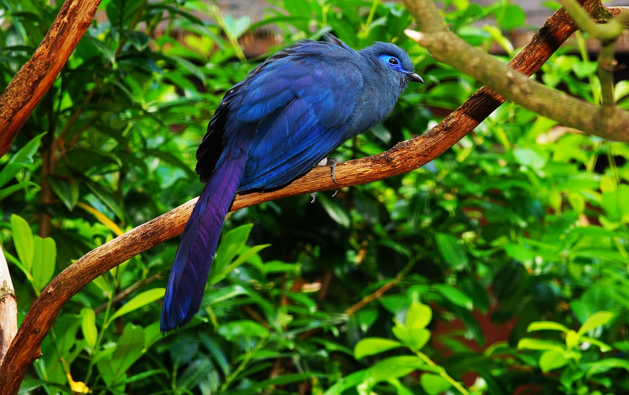 bird blue colorful free photo