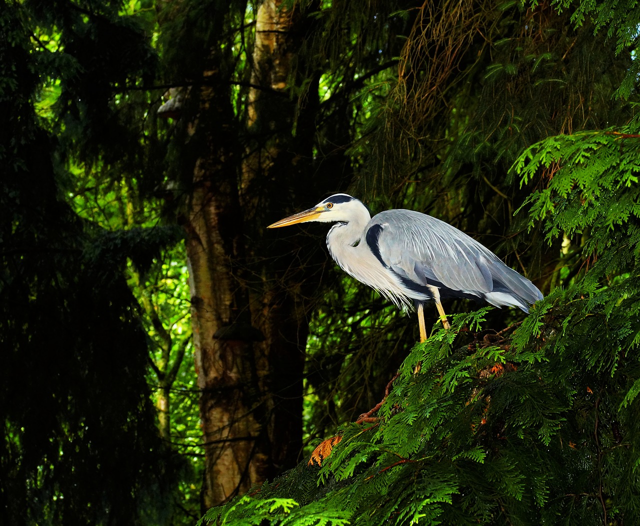 bird grey heron heron free photo