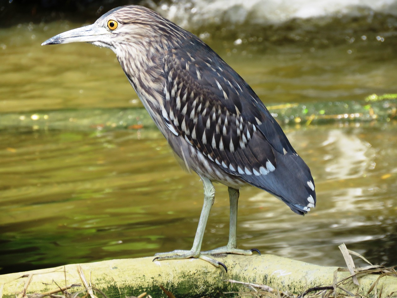 bird heron resting free photo