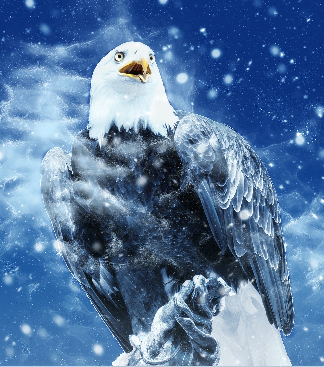 bird eagle snow free photo