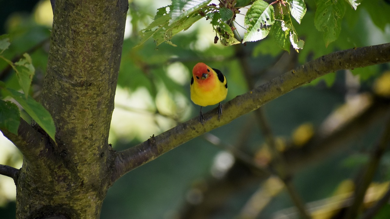 bird tree cute free photo