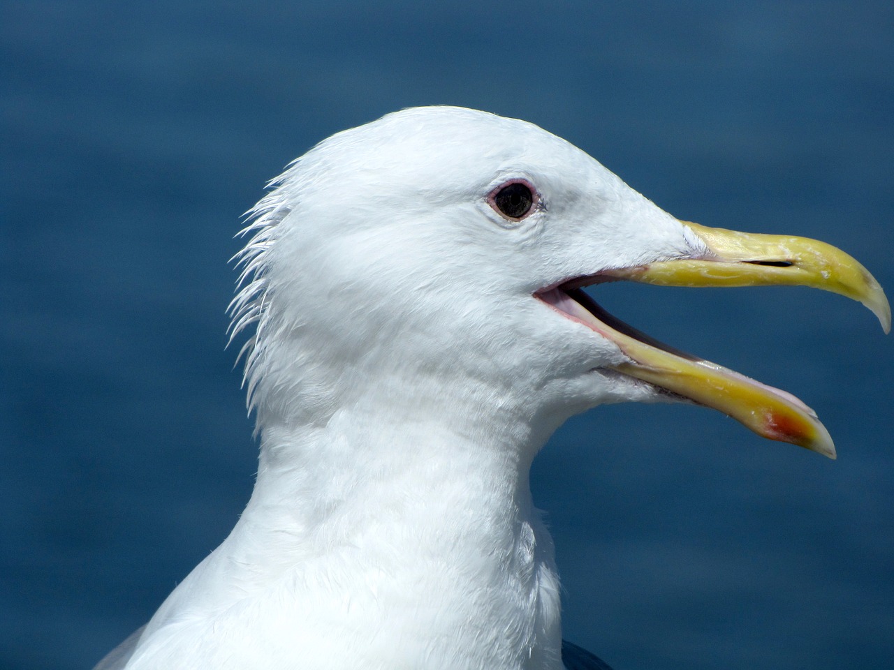 bird beak feathers free photo