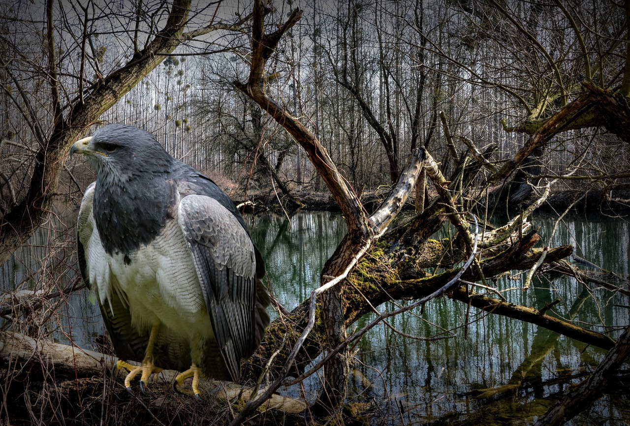 bird raptor bird of prey free photo