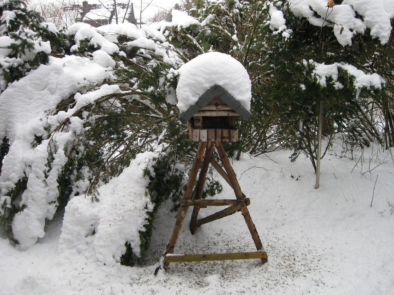 bird winter aviary free photo