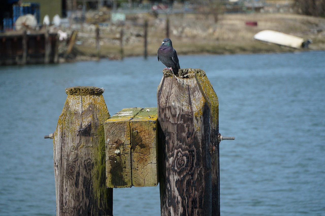 bird pier piling free photo