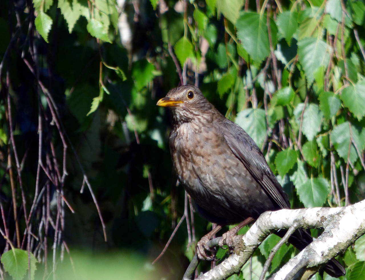 bird merle tree free photo