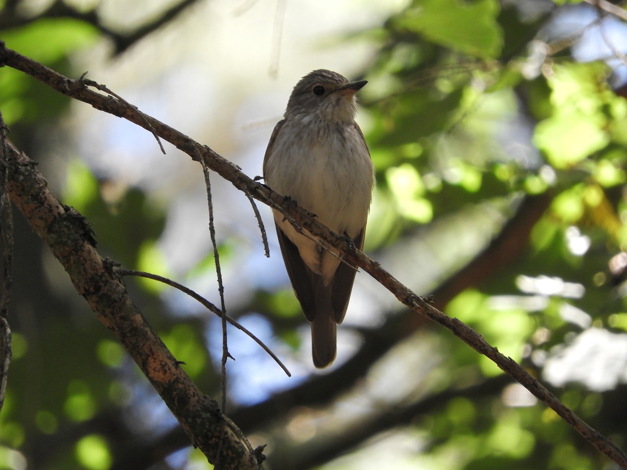 bird branch forest free photo