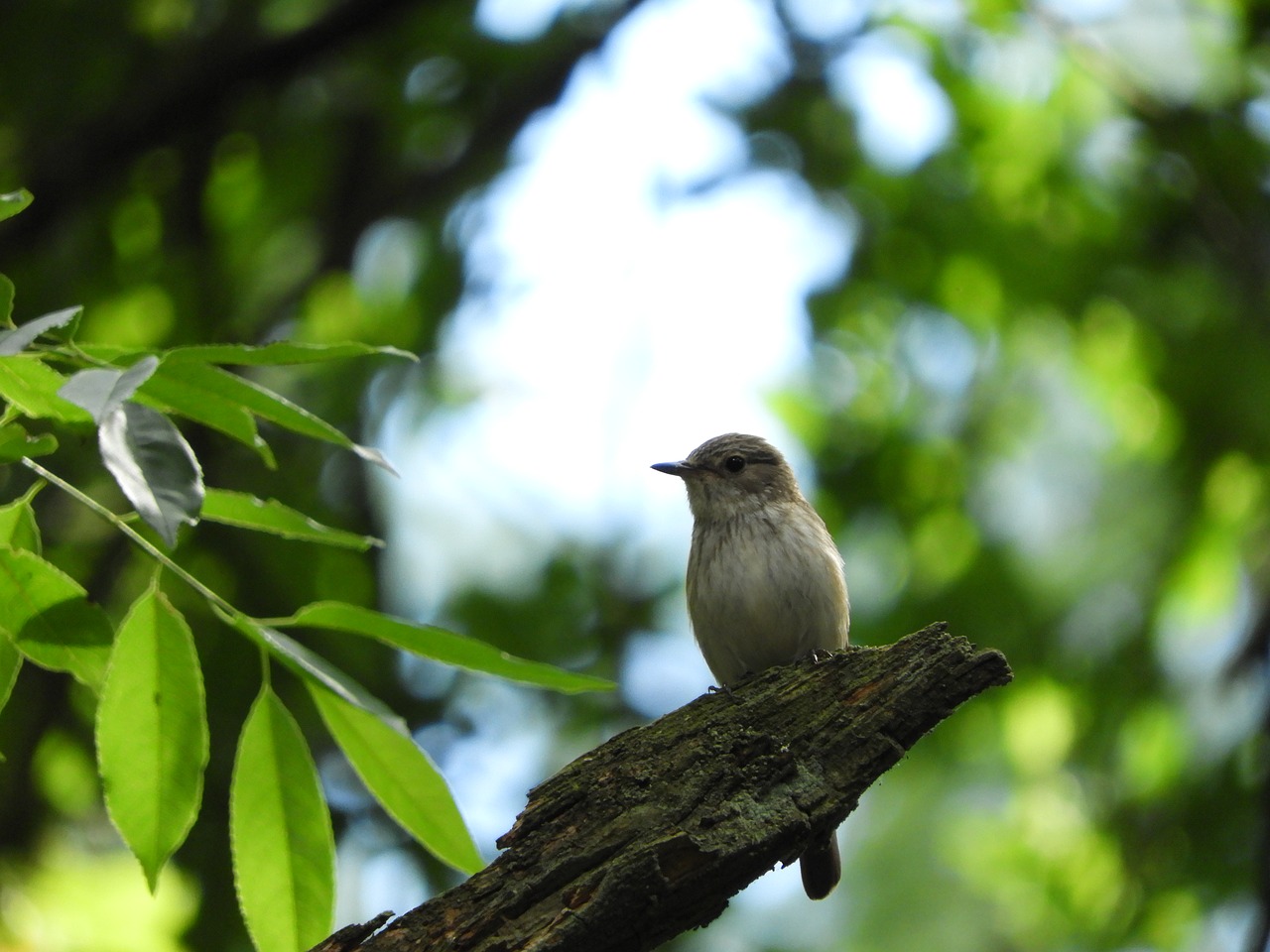 bird branch forest free photo