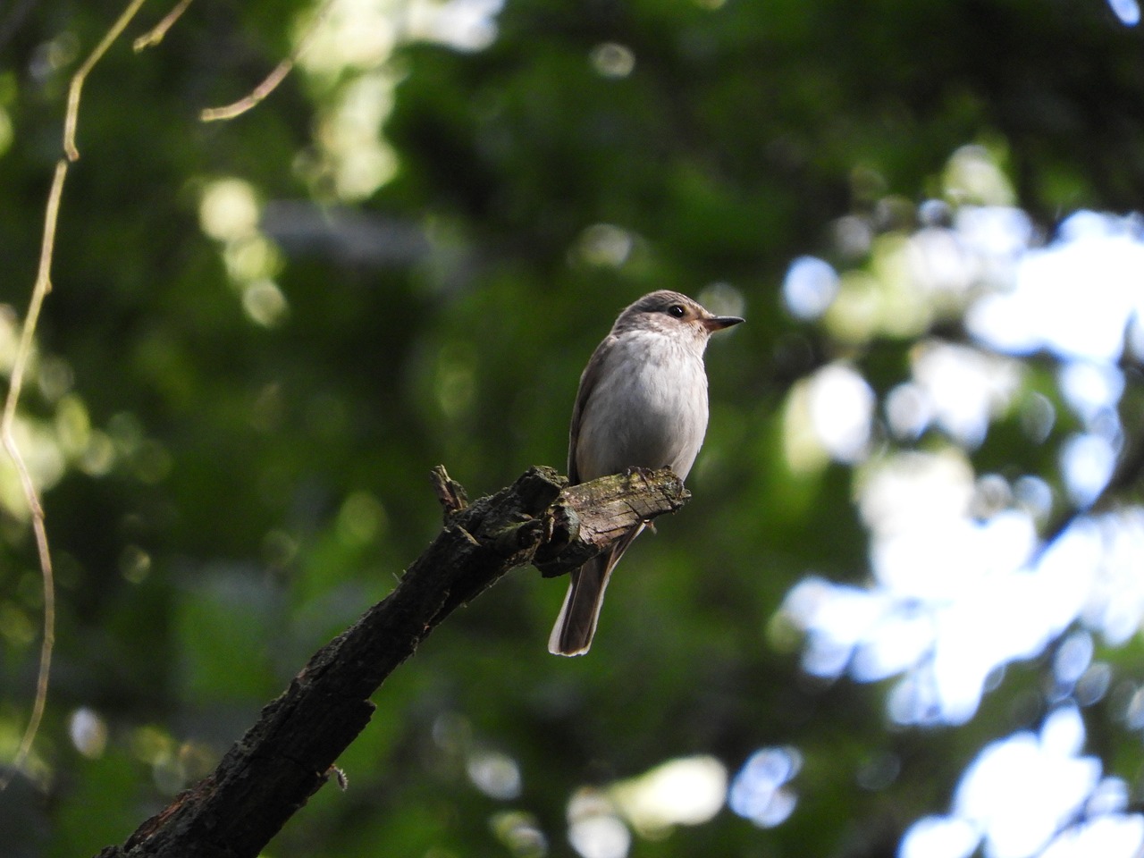 bird forest birds free photo