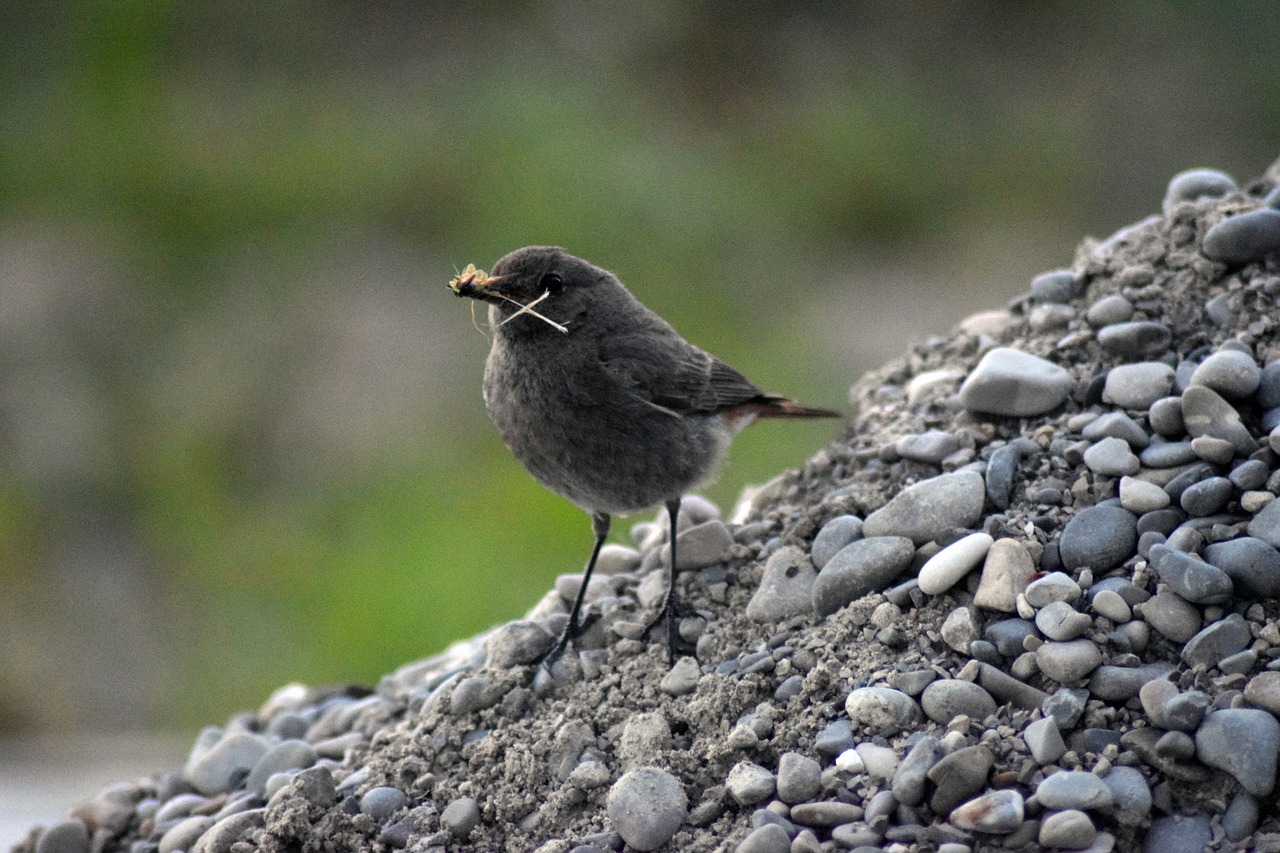 bird robin nest box free photo