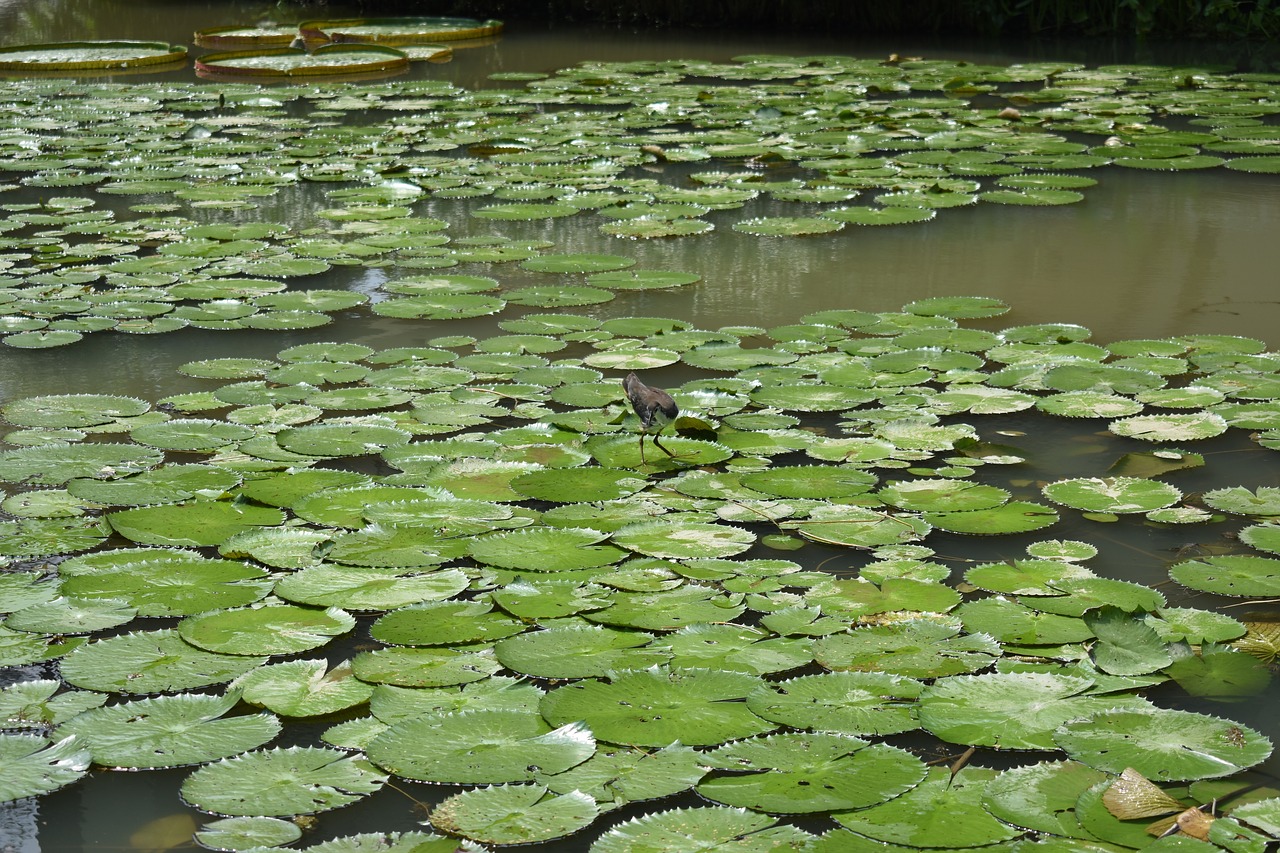 bird lake leaves free photo