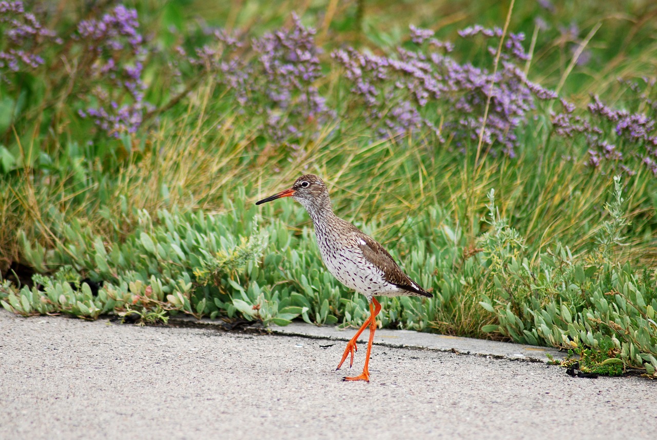 bird birds redshank free photo