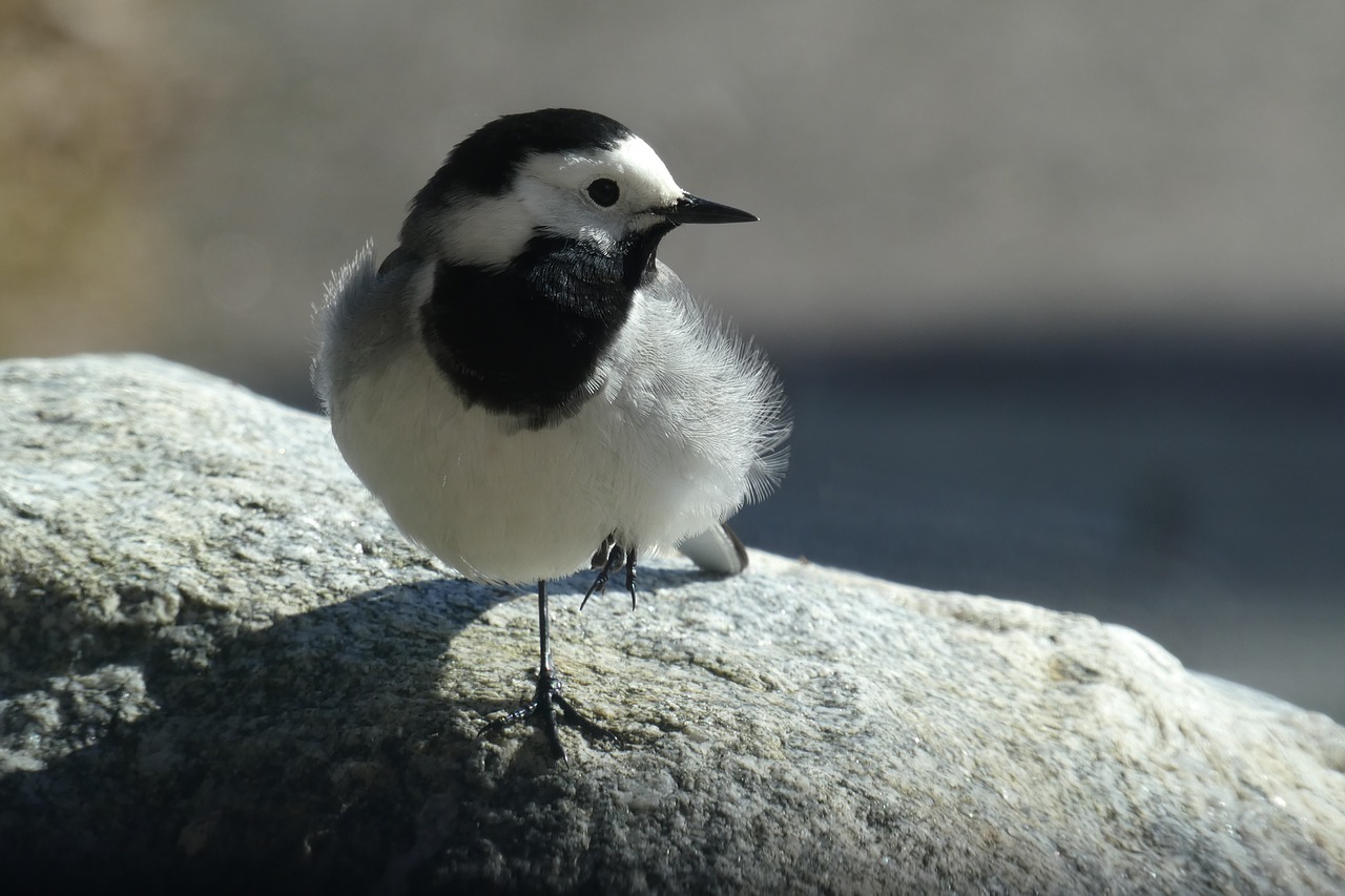 bird a little bird gray free photo