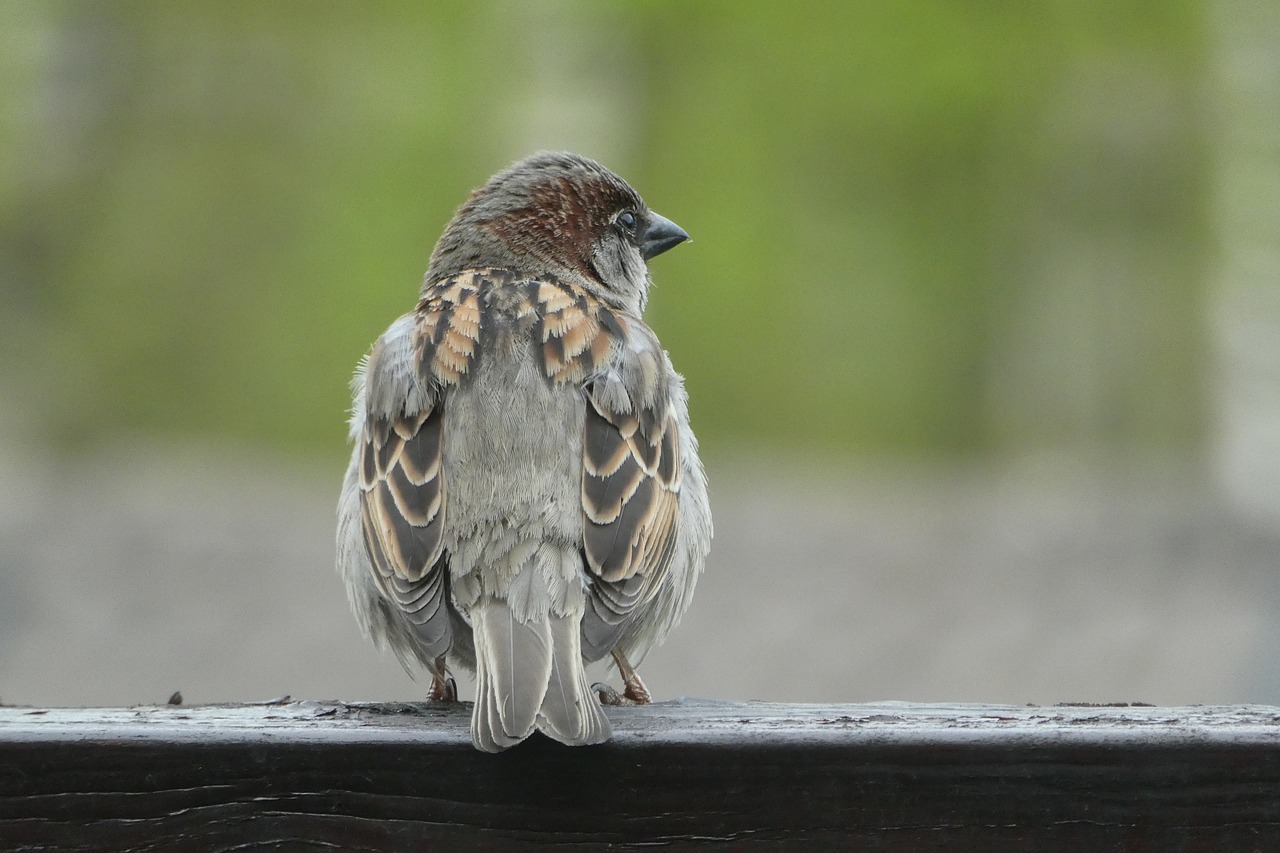 bird a little bird nature free photo